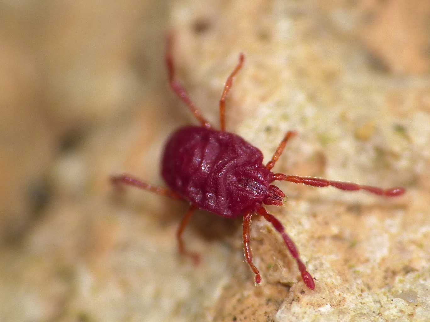 Podothrombium? No. Erythraeidae - Santa Severa (RM)